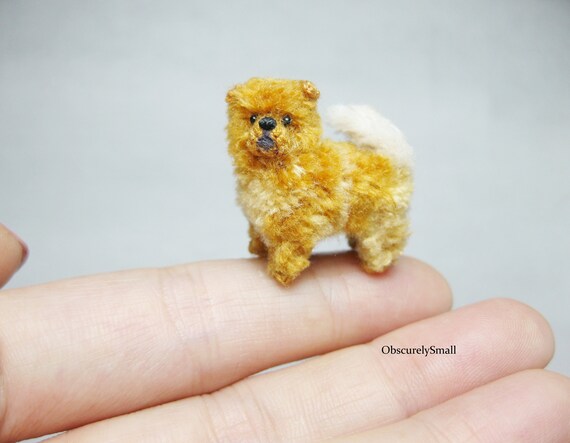 micro chow chow