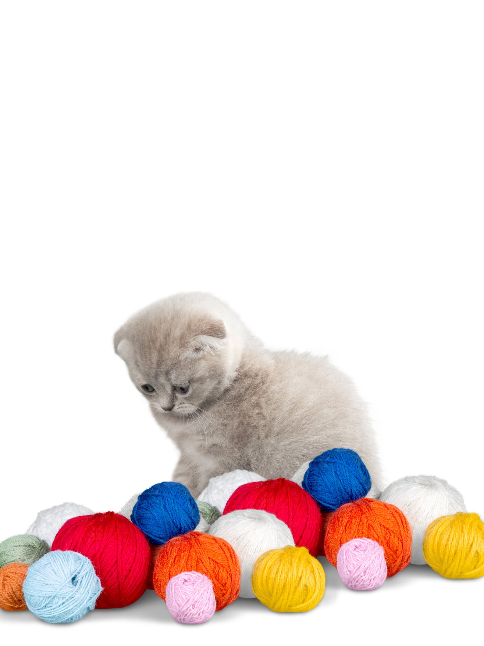 Kitten and Yarn Wall Art Cat Print I Like Cats Kitten Wall Etsy