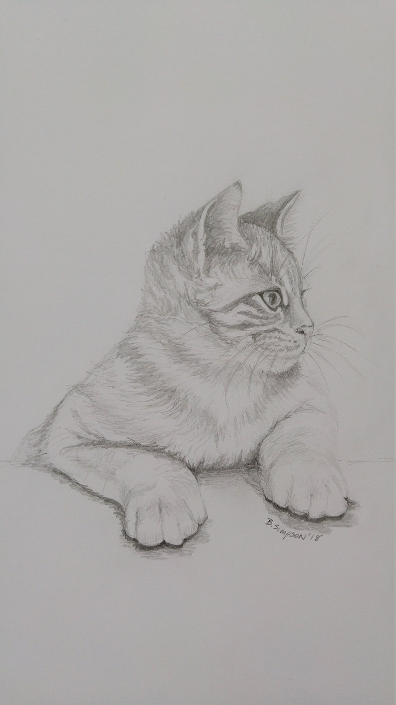 Graphite Drawing of Kitten Axle