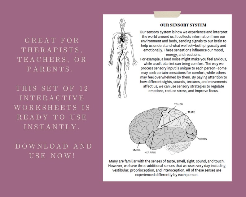 May include: A black and white illustration of the human body with a diagram of the circulatory system. The image also shows a diagram of the brain with labels for the five senses: touch, taste, vision, smell, and hearing. The text "Our Sensory System" is at the top of the image. The text below the image reads: "Many are familiar with the senses of taste, smell, sight, sound, and touch. However, we have three additional senses that we use every day including vestibular, proprioception, and interoception. All of these senses are experienced differently by each person."
