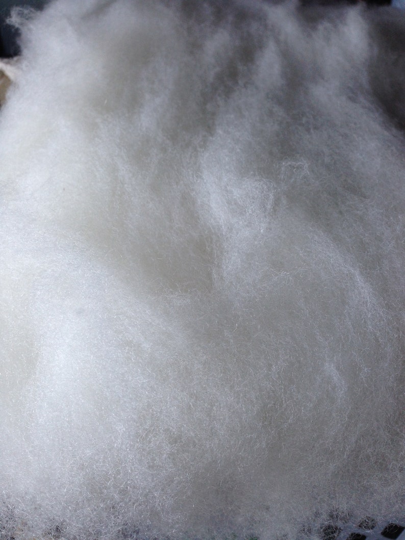 spinning 100g needle felting Poll Dorset carded batt British wool