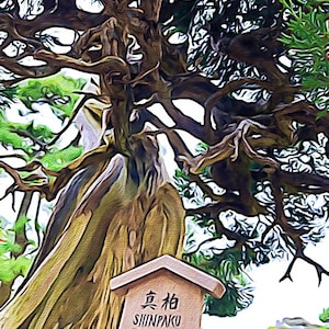 Shinpaku—525 Year Old Japanese Bonsai Tree