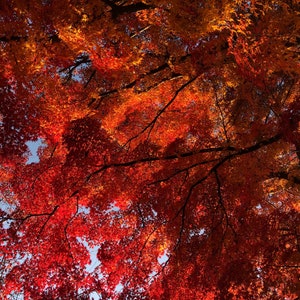 Autumn Splendor