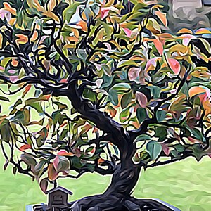 Karin—95 Year Old Japanese Bonsai Tree
