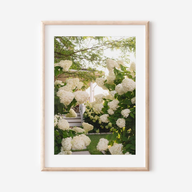 May include: A framed photograph featuring a lush display of white hydrangea flowers in full bloom. The flowers are clustered in large, rounded shapes, creating a dense and textured appearance. The scene includes a glimpse of a house with a white porch and stairs.
