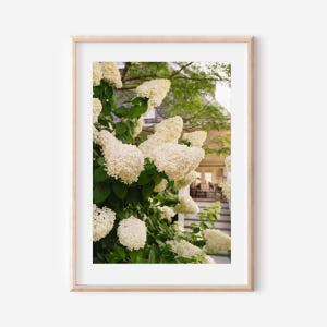 May include: A framed print featuring a close-up of white hydrangea flowers in full bloom. The flowers have a textured, clustered appearance, set against a backdrop of green foliage and a glimpse of a house. The print is in a light-colored wooden frame.