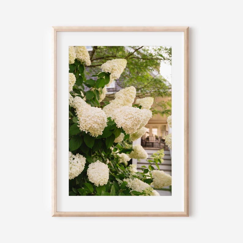 May include: A framed print featuring a close-up of white hydrangea flowers in full bloom. The flowers have a textured, clustered appearance, set against a backdrop of green foliage and a glimpse of a house. The print is in a light-colored wooden frame.