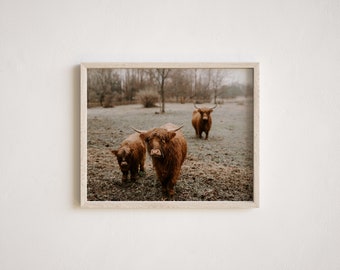 Highland Cow Photography, Cow Print, Hairy Coo, Rustic Art, Farm Photography