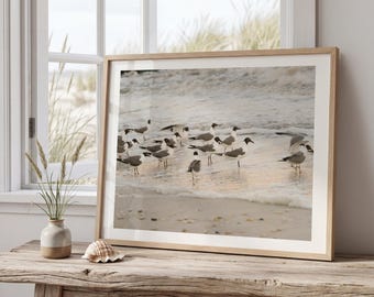Cape May Bird Print | Coastal Bird Photography | New Jersey Beach Wall Art | Seabird Print | Coastal Home Decor | Fine Art Print