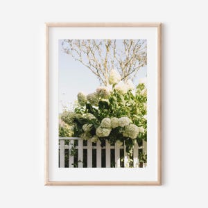 May include: A white picket fence with a large bush of white hydrangeas growing over it. The hydrangeas are in full bloom and the bush is overflowing with flowers. The fence is made of white wooden slats and is painted white.