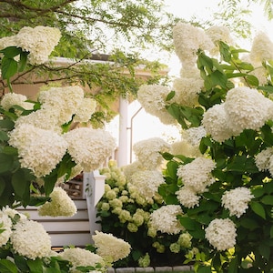 May include: A lush garden scene featuring large, white hydrangea blooms. The flowers are clustered in dense, rounded shapes, set against a backdrop of green foliage and a glimpse of a white-columned porch. The sunlight filters through the leaves.