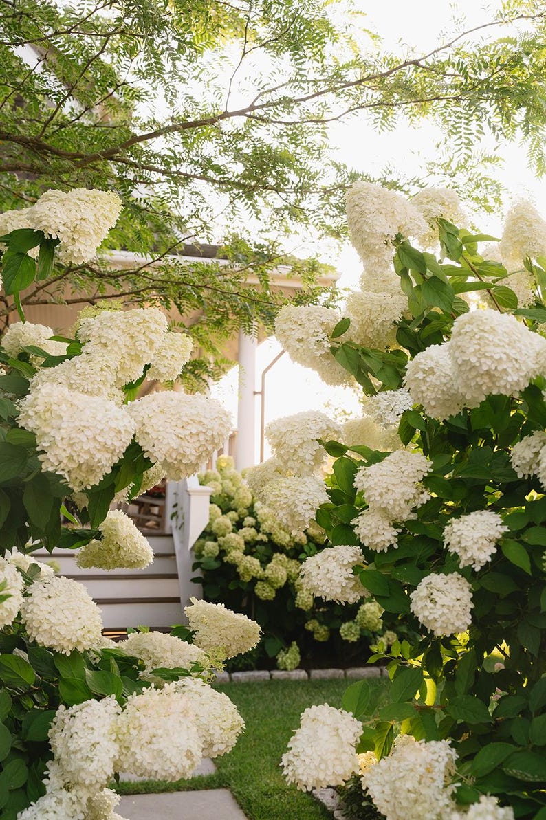 May include: A lush garden scene featuring large, white hydrangea blooms. The flowers are clustered in dense, rounded shapes, set against a backdrop of green foliage and a glimpse of a white-columned porch. The sunlight filters through the leaves.