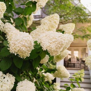 May include: Close-up of a lush hydrangea bush with large, creamy white flower clusters. The flowers are in full bloom, surrounded by vibrant green leaves. The background shows a glimpse of a house and outdoor seating area.