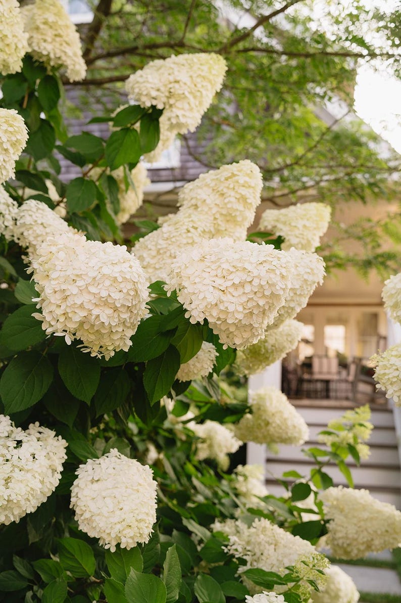 May include: Close-up of a lush hydrangea bush with large, creamy white flower clusters. The flowers are in full bloom, surrounded by vibrant green leaves. The background shows a glimpse of a house and outdoor seating area.