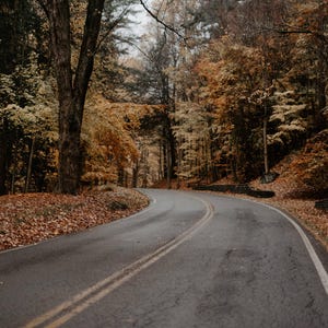 May include: A winding asphalt road curves through a dense forest during autumn. The trees display vibrant foliage in shades of orange, yellow, and brown, with fallen leaves covering the ground along the edges of the grey road surface.