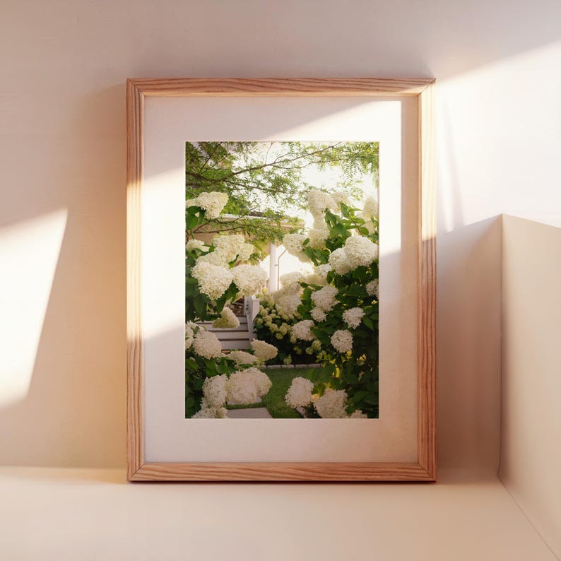 White Hydrangea Wall Art Print, Summer Floral Photography, Coastal Cottage Home Decor, Botanical Nature Print, Neutral Fine Art image 1