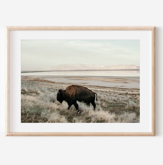 Fine Art American Bison Print, Landscape Wildlife Photography, Nature Wall Art, Rustic Home Decor, Western Artwork, Scenic Bison Photo