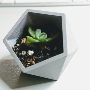 May include: A small succulent plant growing in a geometric gray concrete planter. The planter is shaped like a diamond with sharp edges.