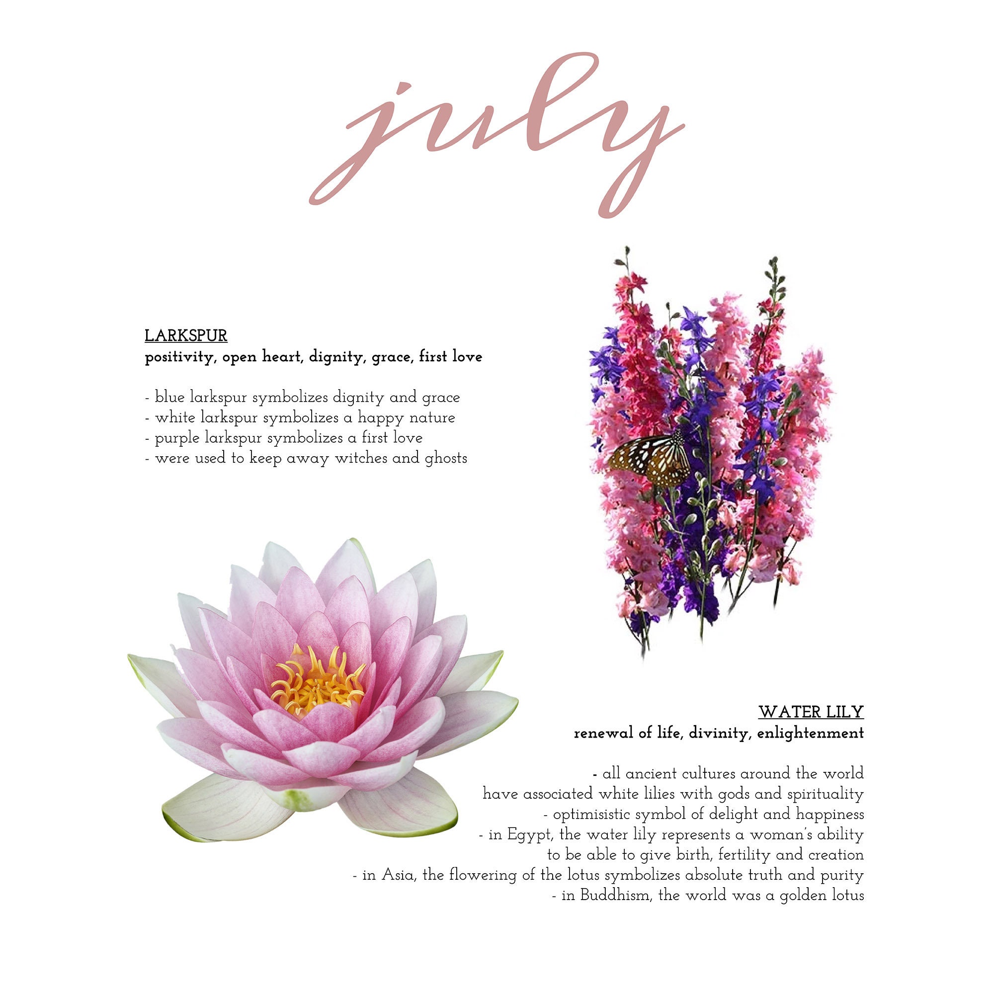 Larkspur water lily online