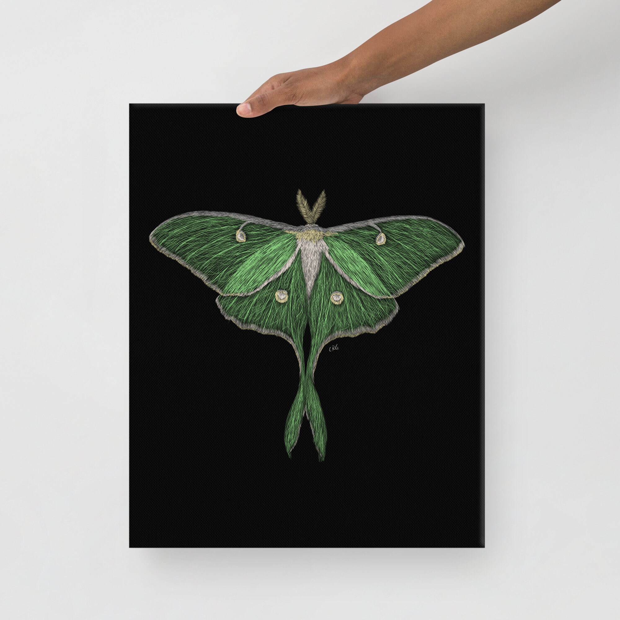 Luna Moth Canvas Art Print / Luna Moth / Luna Moth Wall Art / Luna Moth ...
