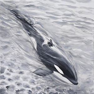 May include: An oil painting depicting an orca swimming through textured, monochromatic gray and white water. The whale features its characteristic black and white coloration, with a prominent dorsal fin and a visible white eye patch.