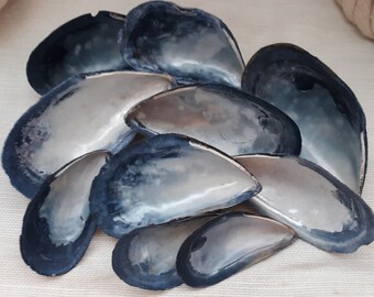 Large Lot with Quality Portuguese Sea Shell Bulk Beach Decor,Design Creative Projects from Oporto Supplies for Craft 50 Mussel Shells