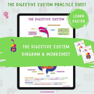 The Digestive System Study Sheet  |  Anatomy Notes  |  Biology Notes  |  Anatomy & Physiology Notes  |  Nursing Notes  |  Anatomy