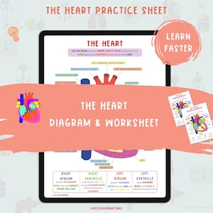 The Heart Study Guide  |  Diagram & Blank Worksheet  |  Anatomy Notes  |  Nursing Notes  |  Biology Notes  |  Anatomy Study Guide