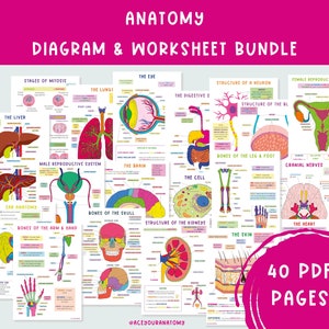 Op de afbeelding: Anatomiediagram en werkbladbundel met kleurrijke illustraties van menselijke lichaamssystemen, waaronder de longen, hersenen en nieren. De afbeelding bevat de tekst "40 PDF PAGES" en "Diagram & Worksheet Bundle".