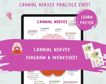 May include: A digital diagram and worksheet for cranial nerves, with the text "Cranial Nerves Diagram & Worksheet." The image includes a tablet displaying a detailed anatomical illustration, with the words "Learn Faster."