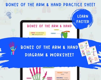 et feuille de travail pour les os des bras et des mains | Guide d'étude de l'anatomie (PDF)