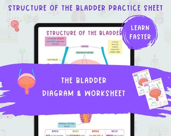 The Bladder Anatomy Diagram & Worksheet  |  Anatomy Notes  |  Anatomy Study Guide  |  Nursing Notes  |  Biology Diagram  |  The Renal System