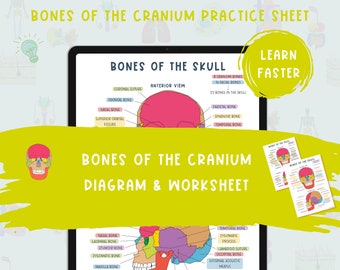 Guide d'étude de l'anatomie des os du crâne | Diagramme et feuille de calcul (téléchargement numérique)