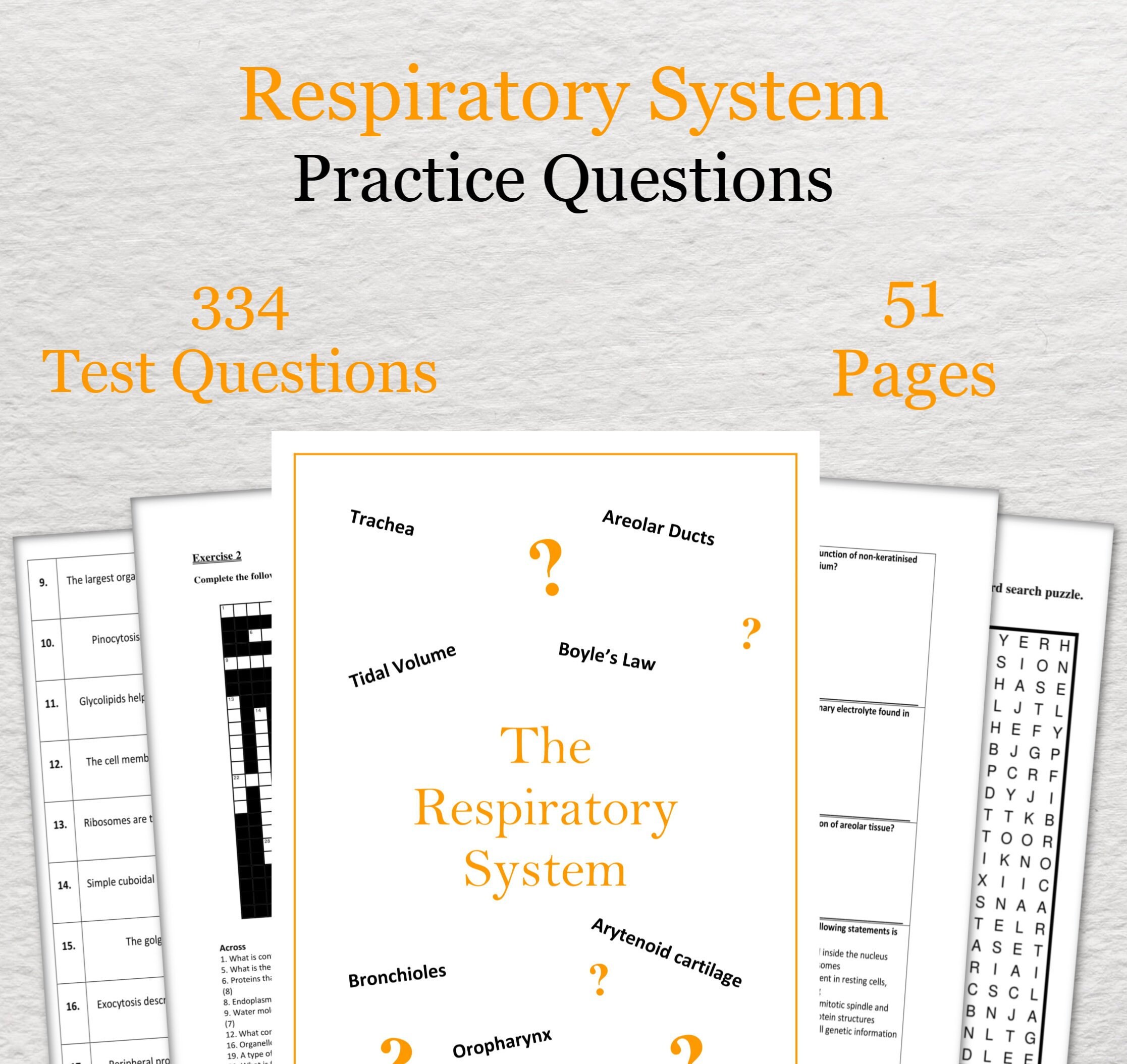 Respiratory System Practice Questions Anatomy and Physiology Etsy