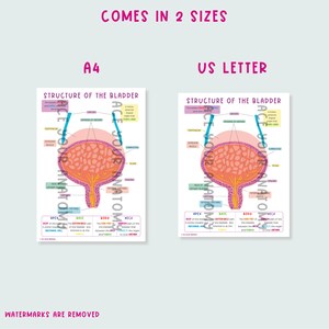 The Bladder Anatomy Diagram & Worksheet | Anatomy Notes | Anatomy Study ...