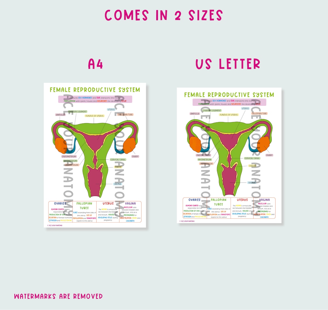 Female Reproductive System Diagram & Worksheet | Anatomy Notes (PDF ...