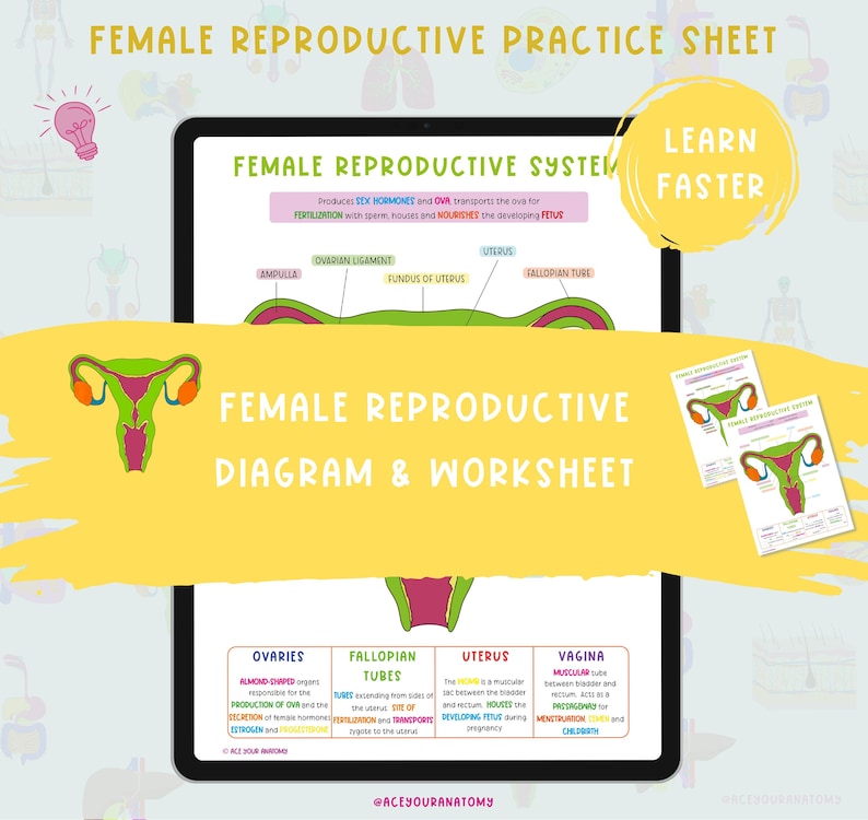 Female Reproductive System Diagram & Worksheet | Anatomy Notes (PDF ...