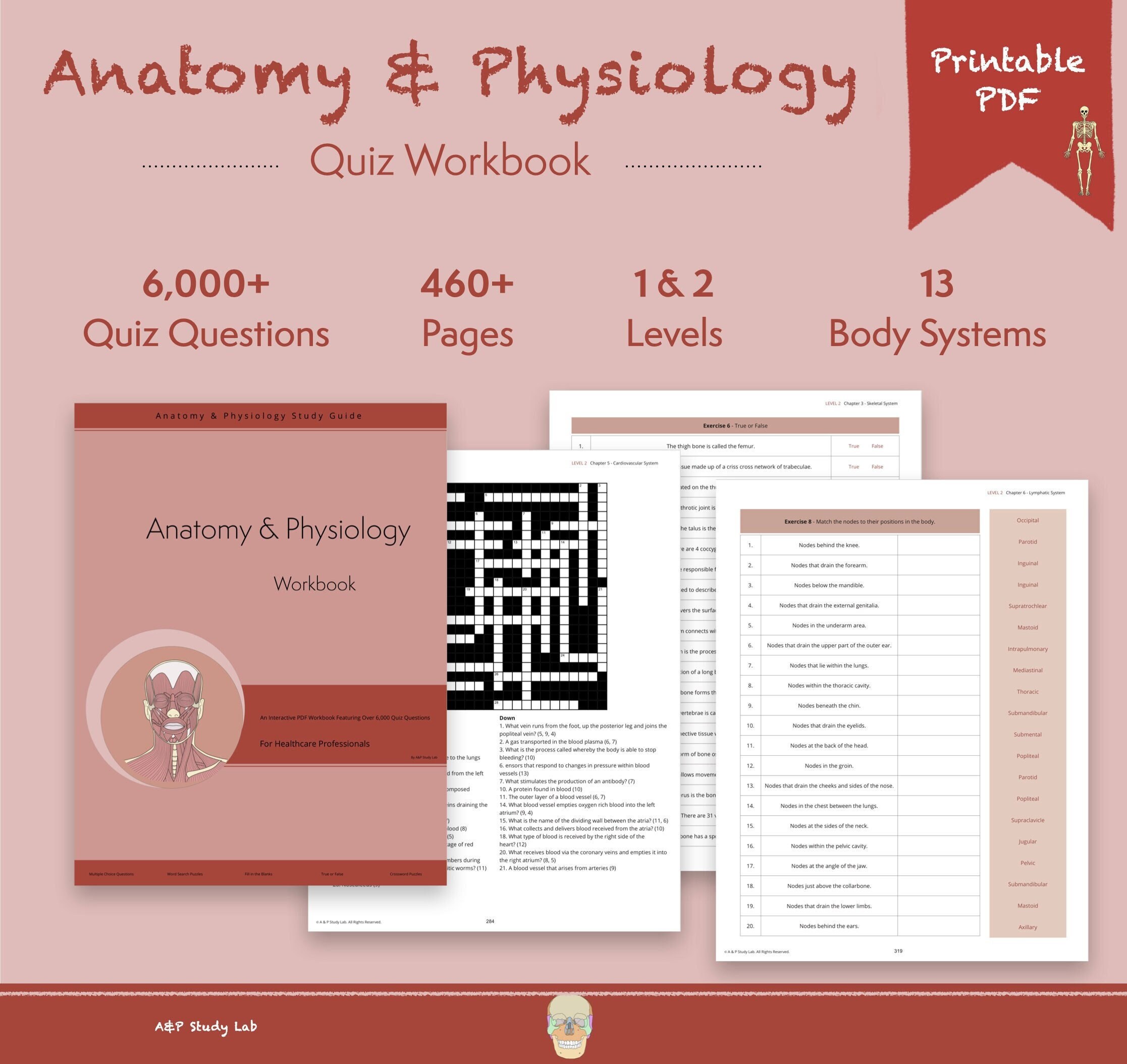 Anatomy and Physiology Practice Tests Human Anatomy 6000 - Etsy