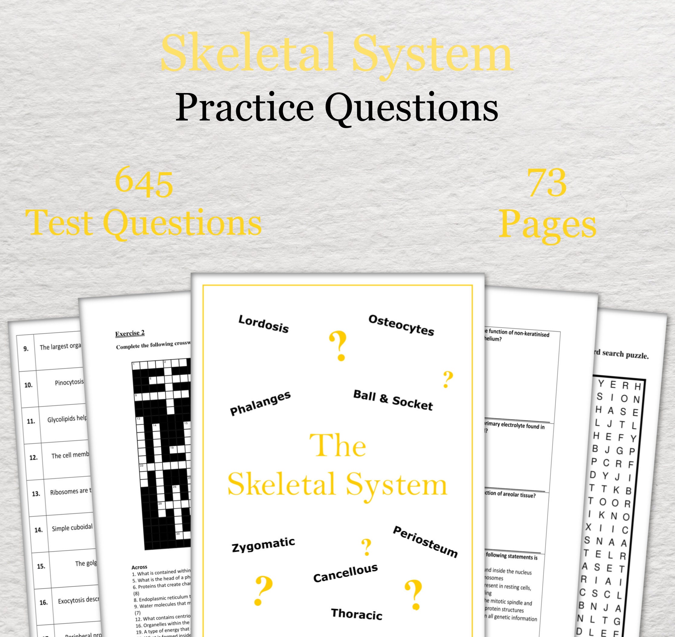 The Skeletal System Practice Questions Anatomy And Etsy The Skeletal System Practice Questions Anatomy And Etsy