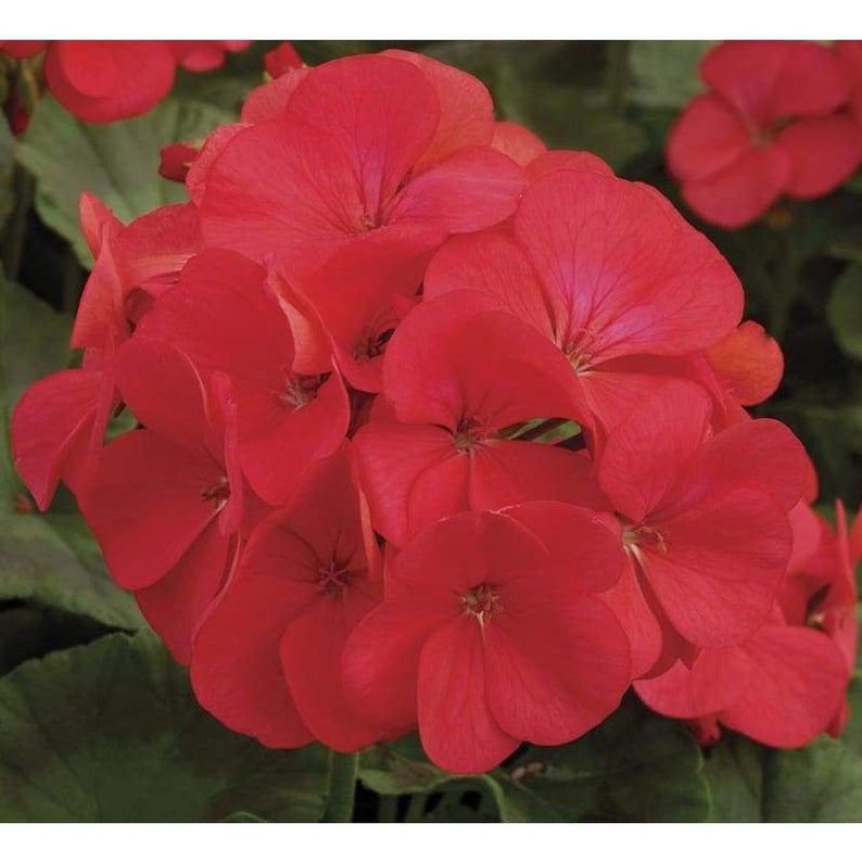 Geranium Premium Therapeutic Grade Essential Oil Geranium Etsy