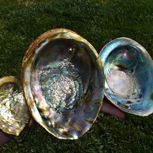 Abalone Smudge Bowl, Smudge Bowl, Smudging Bowl, Incense Burner, Abalone Shell Smudge, Abalone Shell, Premium Abalone Shell