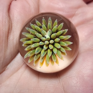 Blown Glass, Implosion Marble, Anemone Marble, Handmade Marble, Art Glass Marble, 32 mm, Green and Gold Marble
