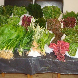 May include: A selection of green plants and mosses are displayed in white plastic bags on a black table. The plants are arranged in rows and are ready for sale.