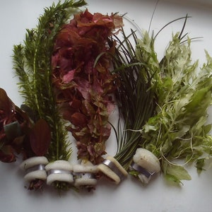 May include: Five bundles of aquatic plants with roots wrapped in white foam and secured with silver rings. The plants are a mix of green and red varieties.