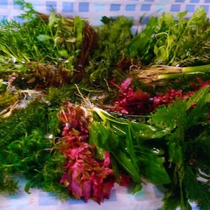 May include: A collection of various aquatic plants featuring diverse textures and colours, including vibrant green, deep red, and brownish tones. The assortment includes feathery, broad-leafed, and needle-like foliage, all displaying visible root systems.