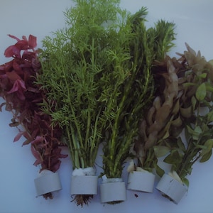 May include: Five different types of aquatic plants in small pots. The plants are green, red, and brown. The pots are white.