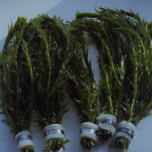 May include: Four bundles of green aquatic plants, possibly for an aquarium. Each bundle is secured with white foam and a silver metal ring. The plants have long, thin leaves and a vibrant green colour.