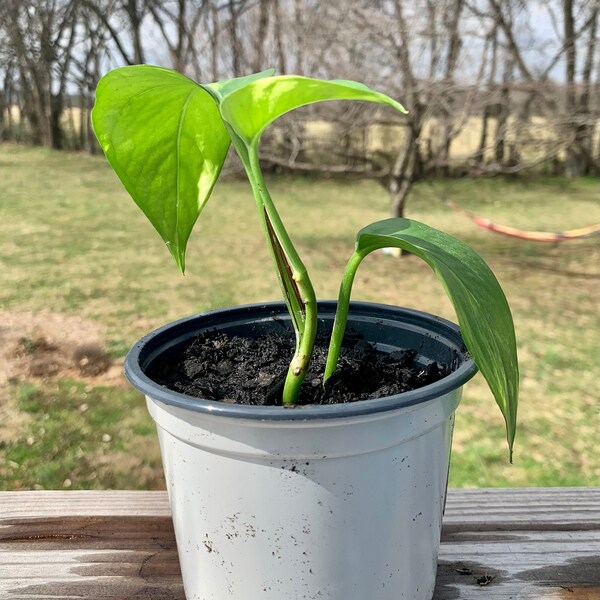 RootEado Establecido Golden Pothos - vid del diablo, hiedra del diablo Epipremnum aureum en maceta de 4 pulgadas