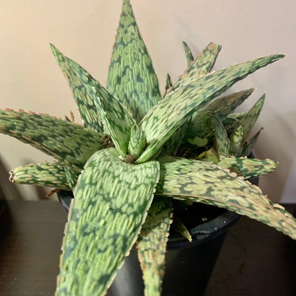 Aloe Hybrid Christmas Carol Succulent - Established Plant Large in 3 inch Nursery Pot Organic Grown