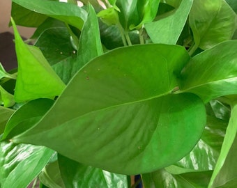 Two Golden Pothos Clippings - Epipremnum aureum - Devils Ivy Vine Nodes - Houseplant Cuttings for Propagating - Pothos aureus